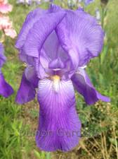 Iris Caprice